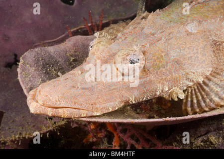 Juvenile Beauforts Crocodilefish, Cymbacephalus beauforti, Raja Ampat, West Papua, Indonesia Stock Photo