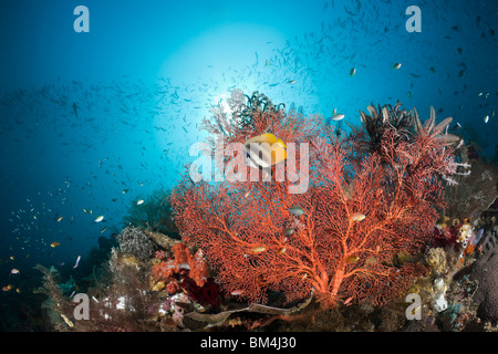 Butterflyfish in Coral Reef, Chaetodon kleinii, Raja Ampat, West Papua, Indonesia Stock Photo