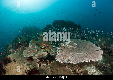 Coral Fish over Table Coral, Raja Ampat, West Papua, Indonesia Stock Photo