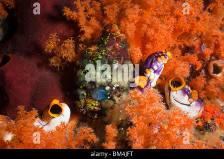 Golden Tunicate between Soft Corals, Polycarpa aurata, Raja Ampat, West Papua, Indonesia Stock Photo