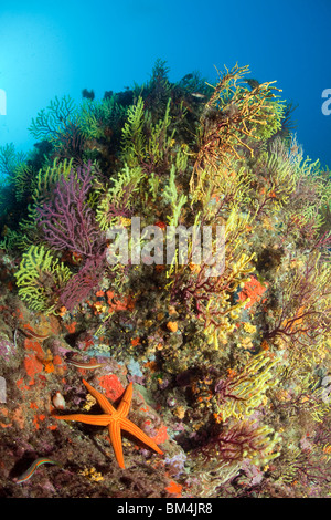 Starfish in Coral Reef, Echinaster sepositus, Paramuricea clavata, Tamariu, Costa Brava, Mediterranean Sea, Spain Stock Photo