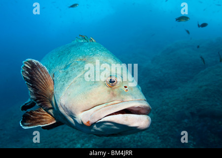 Dusky Grouper, Epinephelus marginatus, Carall Bernat, Medes Islands, Costa Brava, Mediterranean Sea, Spain Stock Photo