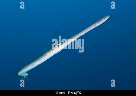 Smooth Flutemouth, Fistularia commersonii, Raja Ampat, West Papua ...