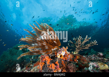 Crinoid in Coral Reef, Comanthina sp., Raja Ampat, West Papua, Indonesia Stock Photo