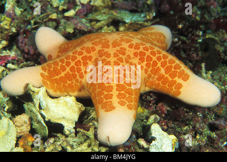 Granulated Sea Star, Choriaster granulatus, Bunaken Nationalpark, Sulawesi, Indonesia Stock Photo