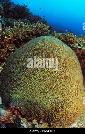Brain Coral, Platygyra lamellina, Manado, Sulawesi, Indonesia Stock Photo