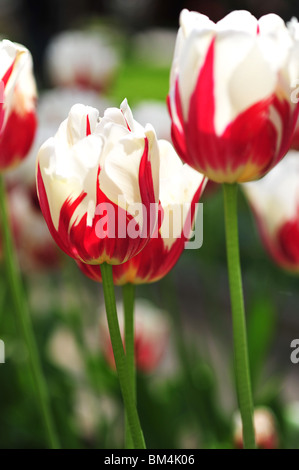tulips  REM'S SENSATION Stock Photo