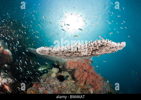 Coral Fishes over Table Coral, Acropora sp., Raja Ampat, West Papua, Indonesia Stock Photo