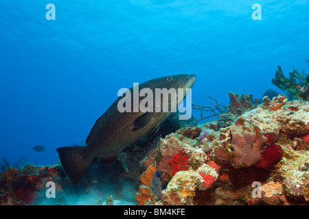 Black Grouper, Mycteroperca bonaci, Cozumel, Caribbean Sea, Mexico Stock Photo