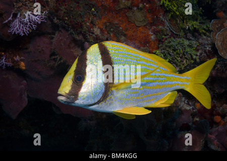 Porkfish, Anisotremus virginicus, Cozumel, Caribbean Sea, Mexico Stock Photo