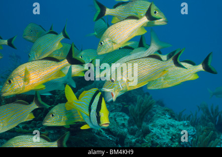 School of fish, group of bluestriped grunt (Haemulon sciurus) in a ...