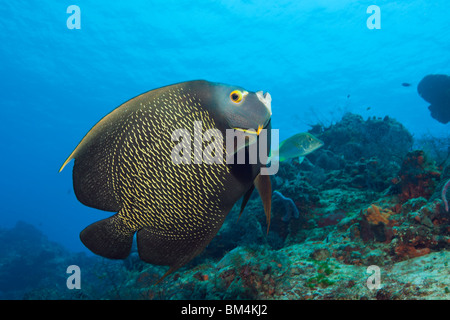 French Angelfish, Pomacanthus paru, Cozumel, Caribbean Sea, Mexico Stock Photo