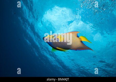 Queen Angelfish, Holacanthus ciliaris, Cozumel, Caribbean Sea, Mexico Stock  Photo - Alamy