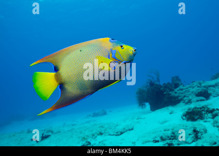 Queen Angelfish, Holacanthus ciliaris, Cozumel, Caribbean Sea, Mexico Stock  Photo - Alamy