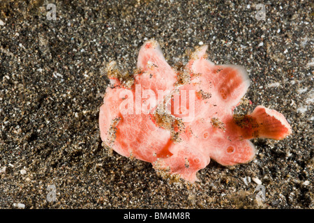 Spotted Frogfish, Antennarius pictus, Lembeh Strait, North Sulawesi, Indonesia Stock Photo