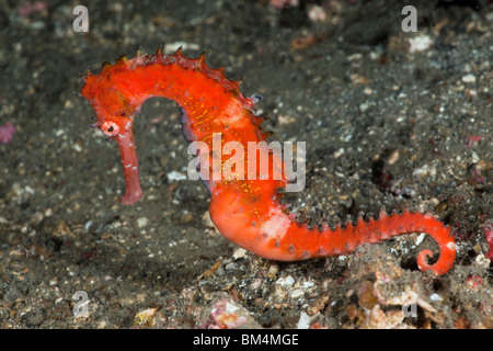 Thorny Sea Horse, Hippocampus hystrix, Lembeh Strait, North Sulawesi, Indonesia Stock Photo