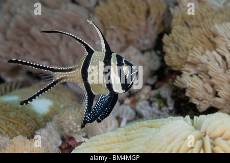 Snowflake Cardinalfish, Pterapogon kauderni, Lembeh Strait, North Sulawesi, Indonesia Stock Photo