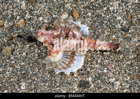 Pegasus Sea Moth, Eurypegasus draconis, Lembeh Strait, North Sulawesi, Indonesia Stock Photo