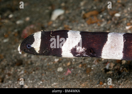 Banded Snake Eel, Myrichthys colubrinus, Lembeh Strait, North Sulawesi, Indonesia Stock Photo
