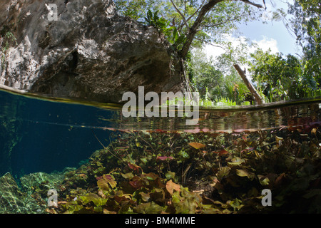 Entrance of Gran Cenote, Tulum, Yucatan Peninsula, Mexico Stock Photo