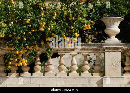 Syracuse / Siracusa. Sicily. Italy. Ortygia. Lemon tree, Piazza del Duomo. Stock Photo