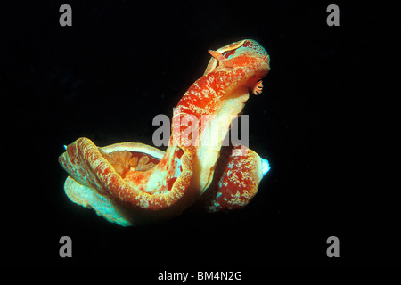 Spanish Dancer Nudibranch, Hexabranchus sanguineus, Puerto Galera, Mindoro Island, Philippines Stock Photo