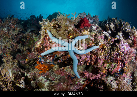 Blue Sea Star in Coral Reef, Linckia laevigata, Cabilao Island, Visayas Islands, Philippines Stock Photo