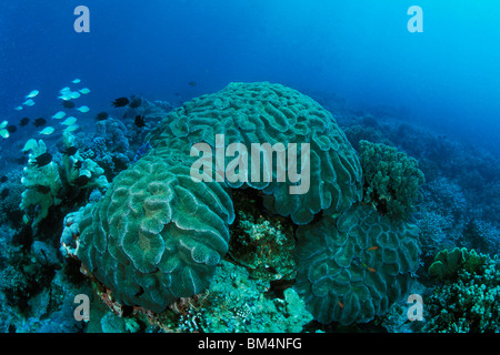 Coral Reef with Chromis, Chromis sp., Puerto Galera, Mindoro Island, Philippines Stock Photo