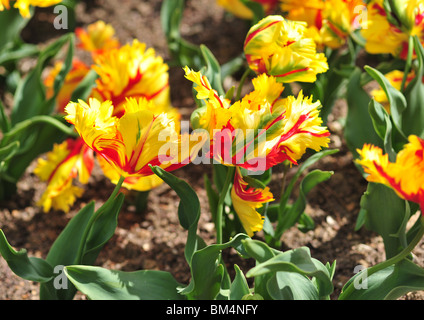 tulipa perroquet, FLAMING PARROT Stock Photo