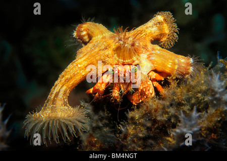 Hermit Crab carry Sea Anemone, Dardanus pedunculatus, Puerto Galera, Mindoro Island, Philippines Stock Photo