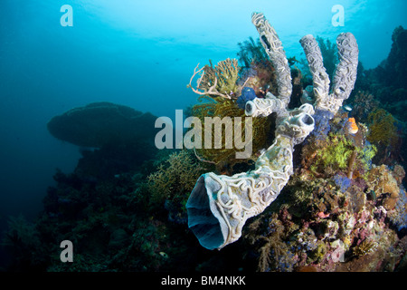 White Sea Cucumbers on Tube Sponge, Synaptula sp., Cabilao Island, Visayas Islands, Philippines Stock Photo