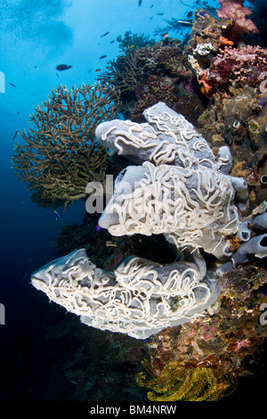 White Sea Cucumbers on Tube Sponge, Synaptula sp., Cabilao Island, Visayas Islands, Philippines Stock Photo