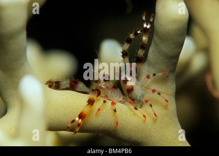 Pair of Squat Lobster, Galathea sp., South Pacific, Solomones Islands Stock Photo