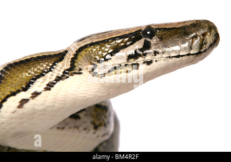 Boa constrictor snake Boa constrictor Portrait of single adult Studio, UK Stock Photo