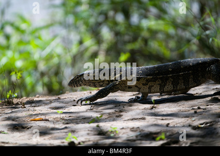 Water monitor on the banks of the Kunene river, Namibia. Stock Photo