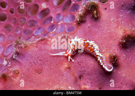 Red-blue Aeolid Nudibranch, Phidiana sp., Raja Ampat, West Papua, Indonesia Stock Photo