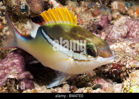 Twospine Spinecheek, Bridled Monocle Bream, Scolopsis bilineata, Raja Ampat, West Papua, Indonesia Stock Photo