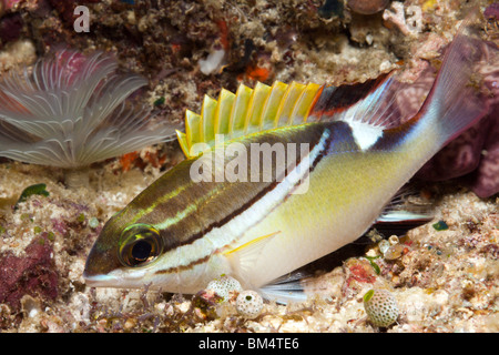 Twospine Spinecheek, Bridled Monocle Bream, Scolopsis bilineata, Raja Ampat, West Papua, Indonesia Stock Photo