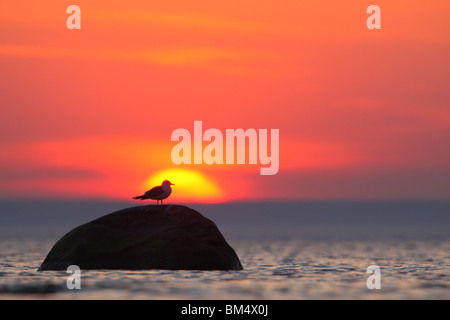 Common gull (Larus canus) at sunset Stock Photo