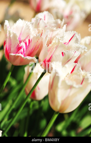 Tulipa CARROUSSEL Stock Photo