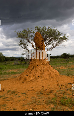 Termite mound built around tree, northern Namibia. Stock Photo