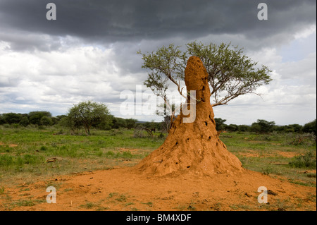 Termite mound built around tree, northern Namibia. Stock Photo