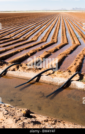 an irrigation canal and siphon tubes used to water a field in Arizona Stock Photo