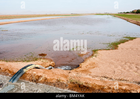 an irrigation canal and siphon tubes used to water a field in Arizona Stock Photo