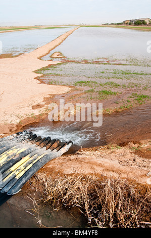 an irrigation canal and siphon tubes used to water a field in Arizona Stock Photo