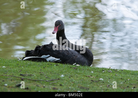 Black Swan sitting on side of lake Stock Photo
