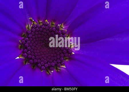 deep blue senetti flower isolated on white Stock Photo