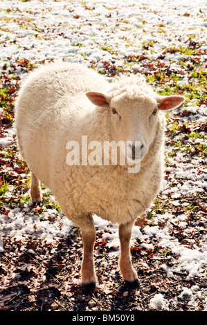 Backlit sheep in wintery conditions in the New Forest Hampshire England Stock Photo