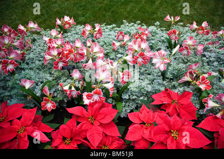 Poinsettia and Amaryllis (Hippeastrum, Intokazi) Longwood Gardens, former Du Pont estate, Kennett Square, Pennsylvania, USA