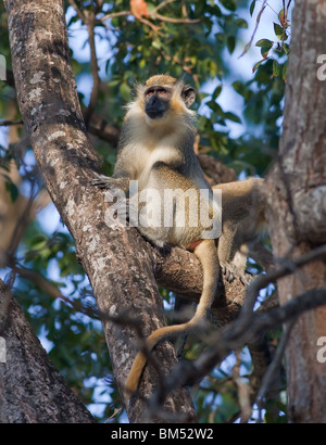 Green Monkey, Barbados, Chlorocebus sabaeus Stock Photo